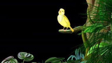 Little yellow bird singing on a tree branch. Handmade animated looped 4K footage isolated on alpha channel