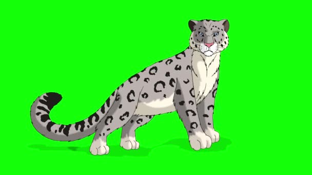 Snow Leopard Handmade Animated Looped Footage Isolated Green Screen — Stok video