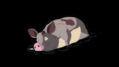 Gray pig sleeping in a puddle. Handmade animated looped 4K footage isolated with alpha channel. 
