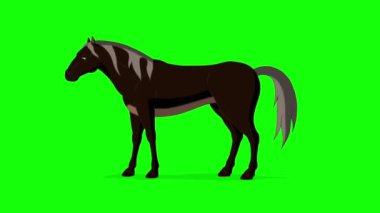 Black horse is grazing. Handmade animated HD footage isolated on green screen