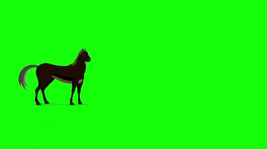 Black Horse walks with a stop long shot. Handmade animated HD footage isolated on green screen