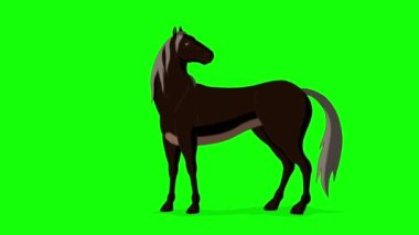 Black Horse walks with a stop full shot. Handmade animated HD footage isolated on green screen