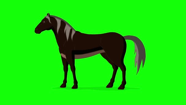 Black Horse Grazing Handmade Animated Footage Isolated Green Screen — 图库视频影像