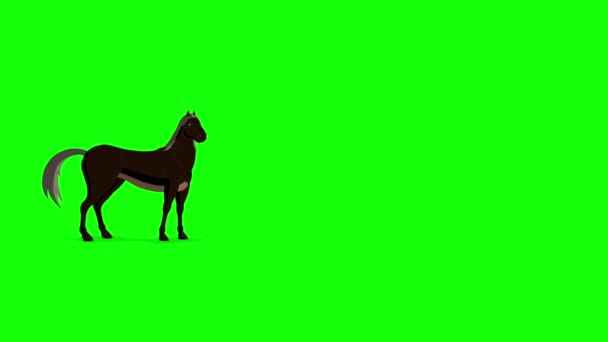 Black Horse Walks Stop Long Shot Handmade Animated Footage Isolated — Αρχείο Βίντεο