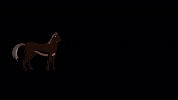 Black Horse Uzun Bir Atışla Yürüyor Alfa Kanalında Yapımı Görüntüler — Stok video