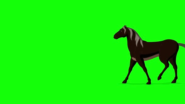 Black Horse Marche Avec Stop Long Shot Vidéo Animée Main — Video