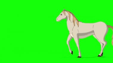 Beyaz At bir ileri bir geri yürür. El yapımı HD görüntüler yeşil ekranda izole edildi