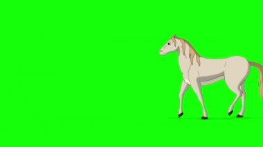 Beyaz At bir ileri bir geri yürür. El yapımı HD görüntüler yeşil ekranda izole edildi