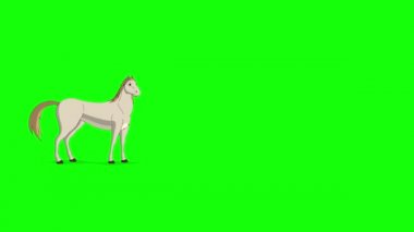 Beyaz At uzun mesafeli bir atış ile yürüyor. El yapımı HD görüntüler yeşil ekranda izole edildi