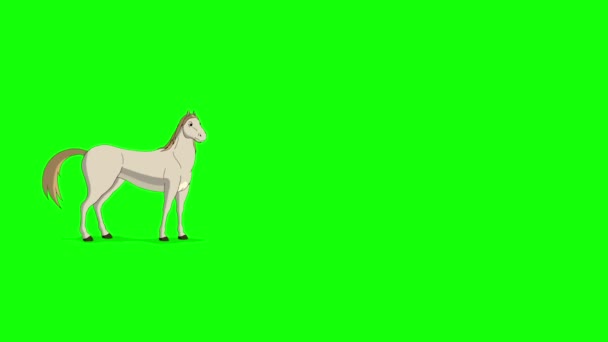 Bílý Kůň Kráčí Zastávkou Slepo Ruční Animované Záběry Izolované Zelené — Stock video