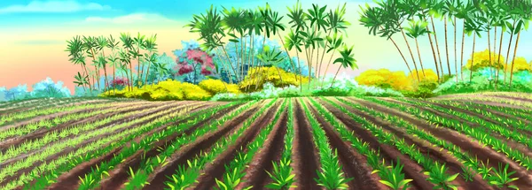 Rice Fields Sunny Day Digital Painting Background Illustration — Stock Photo, Image