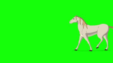 Beyaz At uzun mesafeli bir atış ile yürüyor. El yapımı animasyon 4K görüntüler yeşil ekranda izole edildi