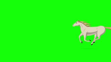 Beyaz At dörtnala gidiyor. El yapımı animasyon 4K görüntüler yeşil ekranda izole edildi