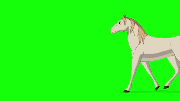 Cavallo Bianco Cammina Con Colpo Completo Filmati Animati Fatti Mano — Video Stock