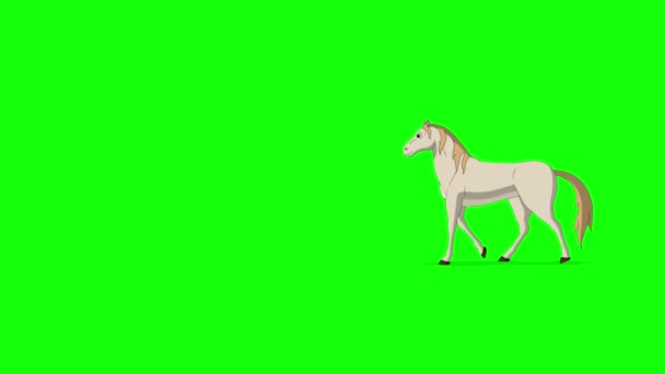 Bílý Kůň Chodí Sem Tam Ruční Animované Záběry Izolované Zelené — Stock video