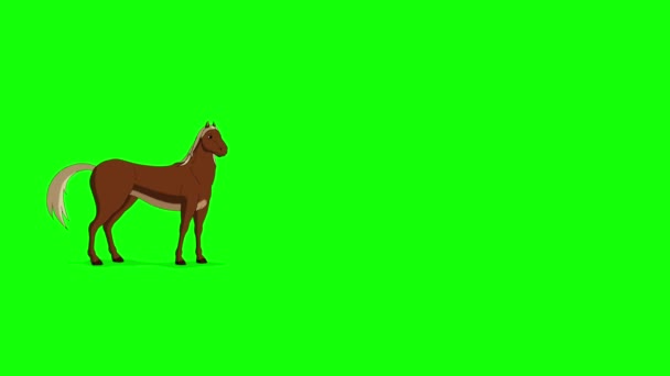 Cavallo Marrone Cammina Con Colpo Basso Filmati Animati Fatti Mano — Video Stock