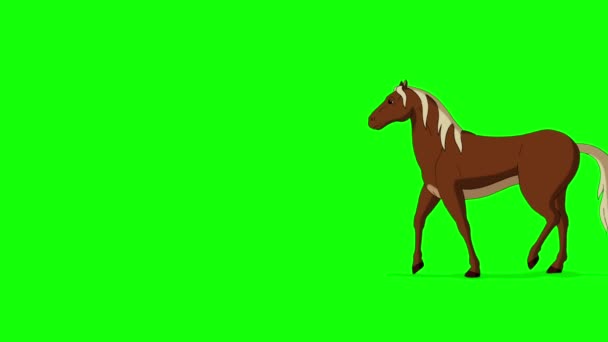 Cavallo Marrone Cammina Avanti Indietro Lungo Strada Filmati Animati Fatti — Video Stock