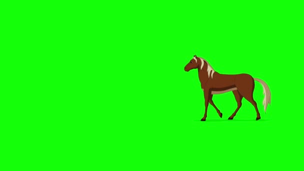 棕色的马在极长的距离上来回走动 在绿色屏幕上隔离手工制作的动画高清画面 — 图库视频影像