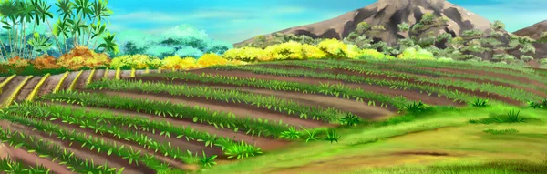 Rice fields on a sunny day. Digital Painting Background, Illustration.