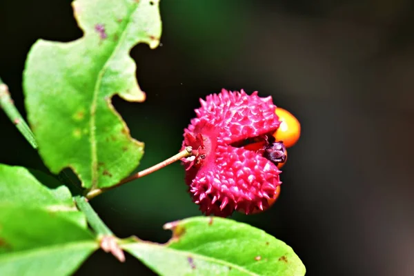 Euonymus Americanus Hearts Busting Strawberry Bush North Carolina Mountains Blue — Foto Stock