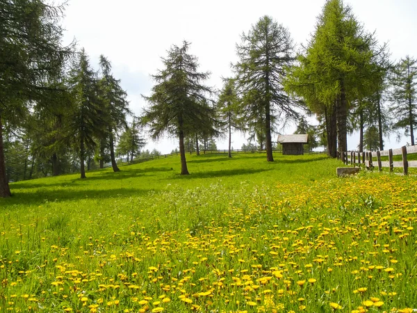 2013 Metsovo bz — Stockfoto