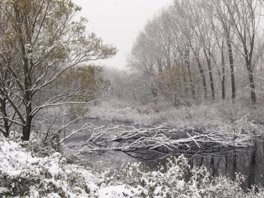 the marshes of the river oglio in winter  clipart