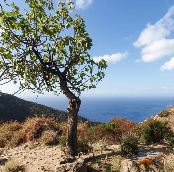 Ostrov Elba, výhled na moře — Stock fotografie