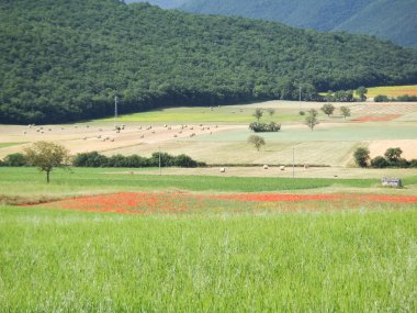 Castelluccio di Norcia. Cultivation of lentils clipart