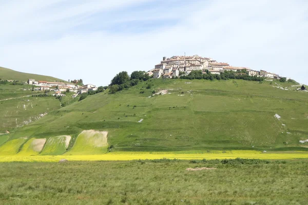 Castelluccio di Norcia. Cultivation of lentils — Stock Photo, Image