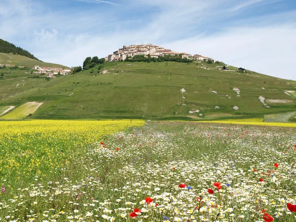 Castelluccio di Norcia. Cultivation of lentils — Stock Photo, Image