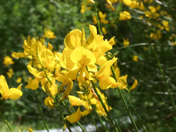 Castelluccio di 阿西西。鲜花 — 图库照片