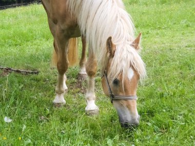 hafling - doğa ve ücretsiz hayvanlar avelengo yürüme