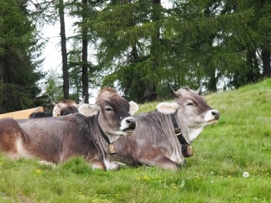 hafling - avelengo inekler otlatma, yürüyüş