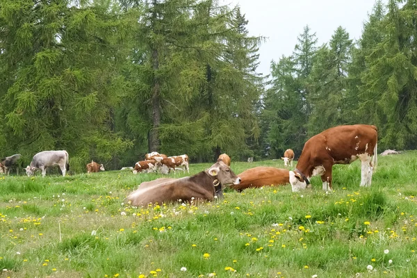 Marcher à Hafling Avelengo dans la nature — Photo