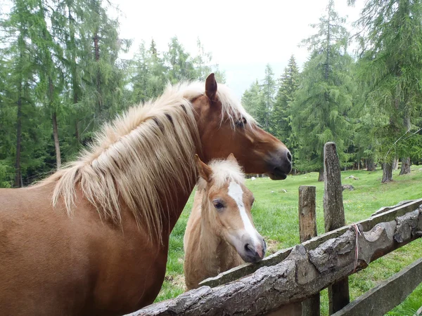 Walking to Hafling - Avelengo into the Nature and  free Animals — Stock Photo, Image