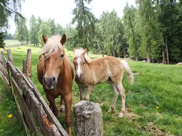 Promenade à Hafling Avelengo dans la nature et animaux libres — Photo