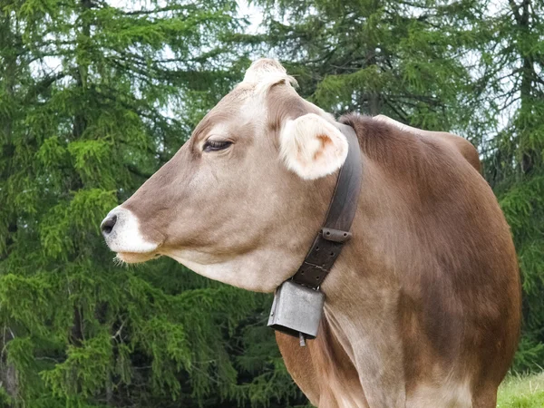 Caminando a Hafling - Avelengo, vacas pastando — Foto de Stock