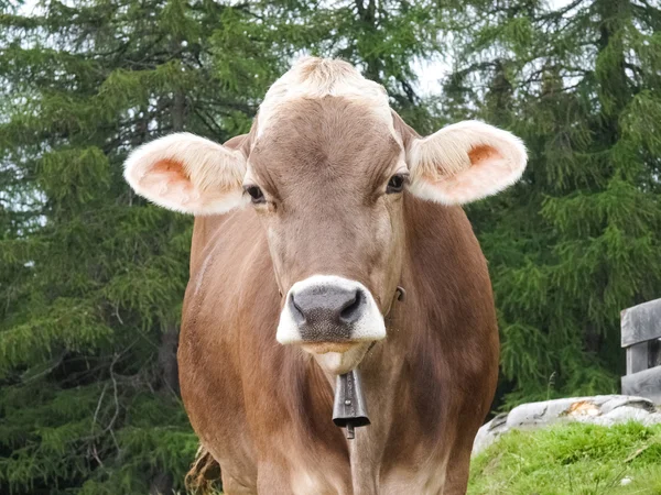 Caminando a Hafling - Avelengo, vacas pastando — Foto de Stock