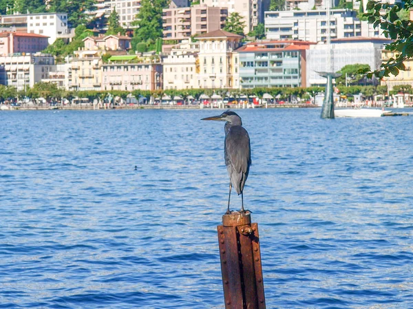 Cormorán — Foto de Stock