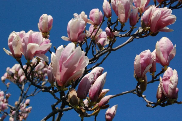 Magnolias em Genebra — Fotografia de Stock