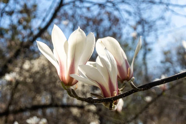 Magnolias Brancas Rosa — Fotografia de Stock