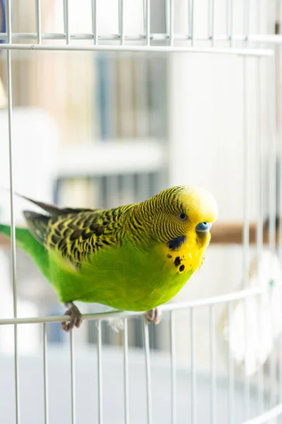 Busyk Budgie Enjoying Sunny Morning Threshold His Cage — 스톡 사진