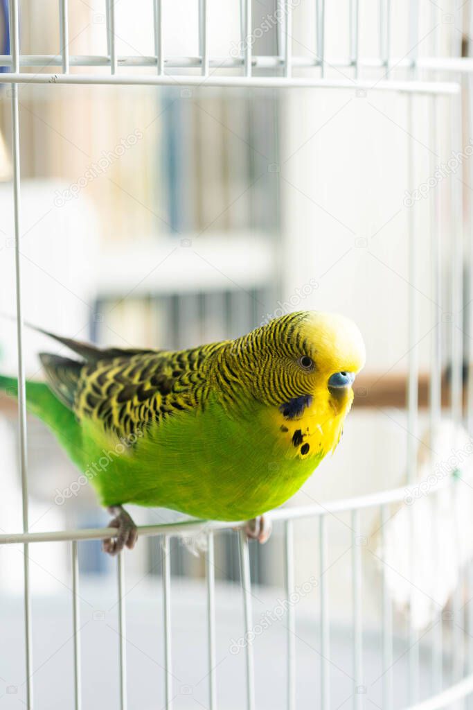 Busyk the budgie enjoying sunny morning on the threshold of his cage