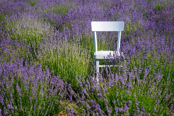 Lavanta Tarlasının Ortasında Bir Sandalye Telifsiz Stok Imajlar