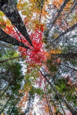 Kanada 'da Sonbahar Sezonu, Kanada' da Sonbahar Renkleri, Orman Sonbahar Renkleri