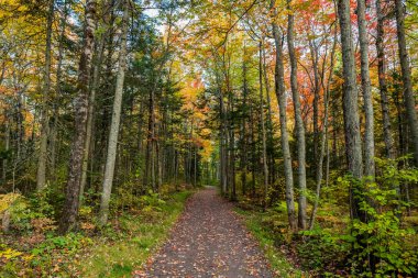 Autumn Season in Canada, Fall Colors in Canada, Forest Fall Colors, Colorful Leaves in Forest.