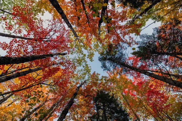 Autumn Season in Canada, Fall Colors in Canada, Forest Fall Colors, Colorful Leaves in Forest.