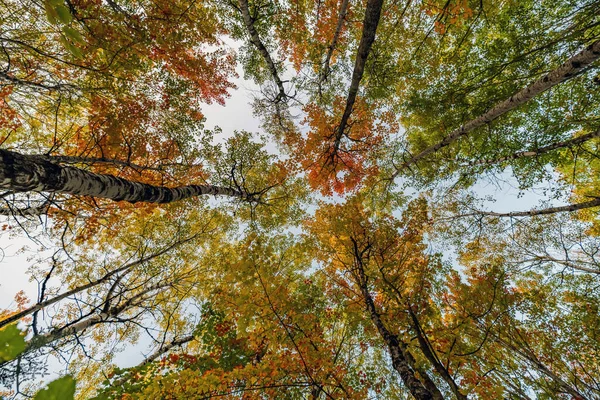 Autumn Season in Canada, Fall Colors in Canada, Forest Fall Colors, Colorful Leaves in Forest.