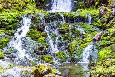 Waterfall between the Rocky Mountains and Jungle in Canada