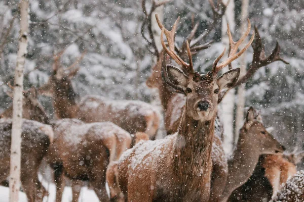 Închide Portretul Căprioarelor Natură Timpul Unei Furtuni Zăpadă — Fotografie, imagine de stoc